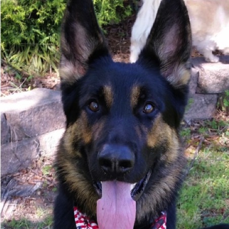 Ozzie at 2 years old Ozzie at 2 years old